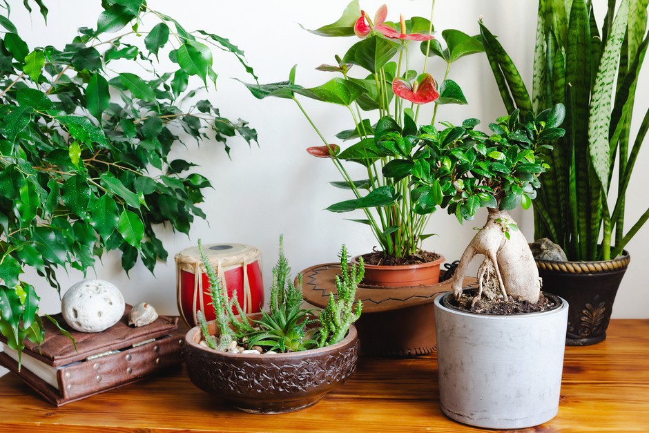 housePlant2