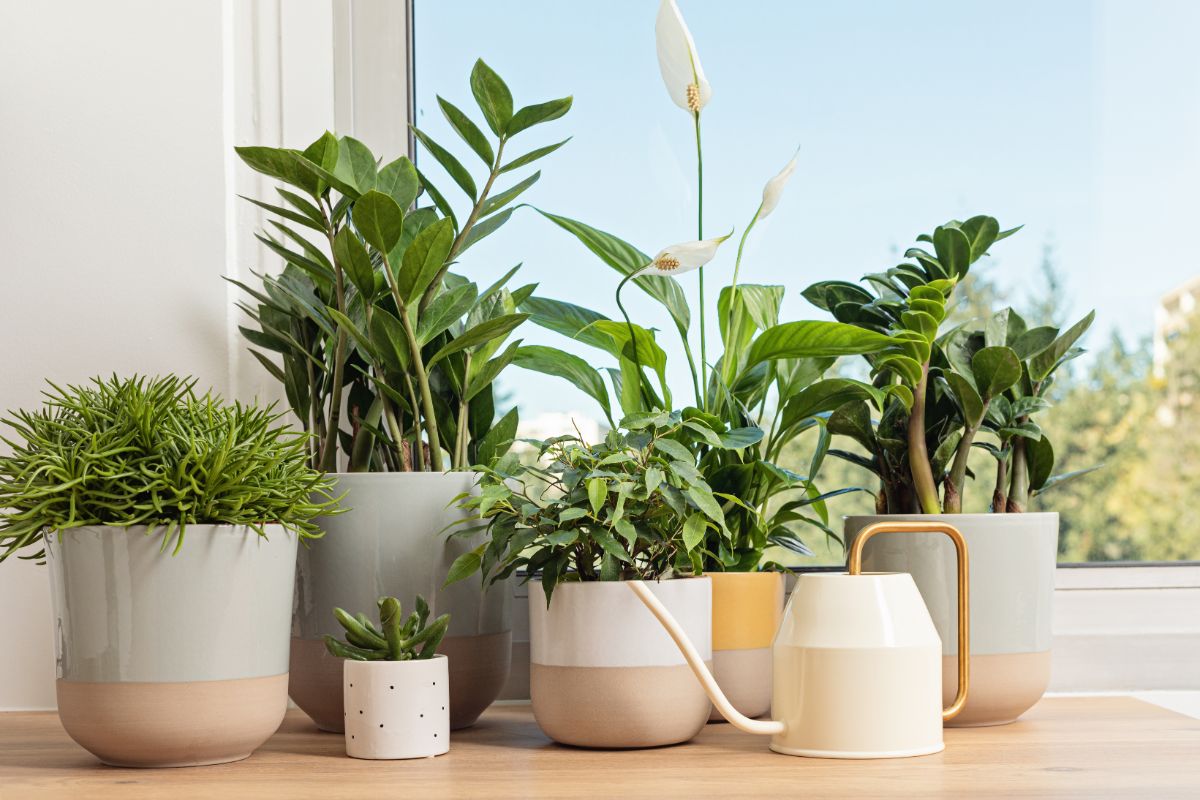 housePlant1